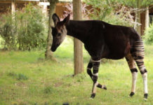 Potawatomi Zoo to be only zoo in Indiana to feature rare okapi