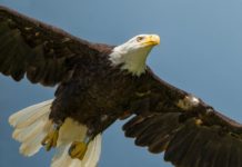 Notre Dame installs new camera above eagle nest at local park