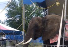 Elephant at Mermaid Festival sparks controversy in North Webster