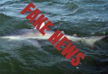 Debunked: Story of bull shark in Lake Tippecanoe is false