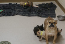 Indiana police help animal shelter by fostering seized dogs