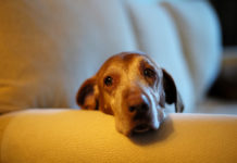 Darwin’s Natural Pet Food recalls more than 23 tons of raw pet food