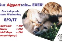 Animal Welfare League has 4-day sale due to pet overflow
