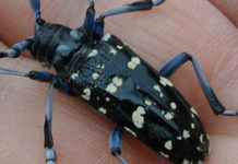 Indiana residents urged to scout trees for invasive beetle