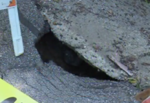 Sinkhole forms in the middle of Plymouth’s Centennial Park