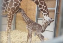 Fort Wayne zoo welcomes new giraffe, baby weighs 172 pounds