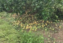 Cost of oranges could be rising in Indiana because of Hurricane Irma