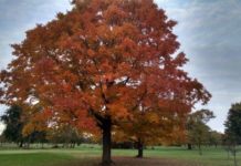 Indiana DNR: Dry weather could shorten fall foliage display