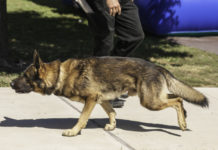 Warsaw PD in the running for K9 program grant funding