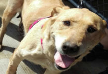Humane Society: No complaints against Granger veterinarian accused of abusing animals