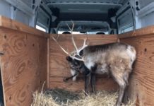 Trooper meets a reindeer during holiday season traffic stop in Indiana