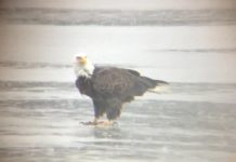 Eagle seen on Kosciusko County lake on President’s Day