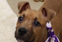 Injured puppy found in trash in Fort Wayne