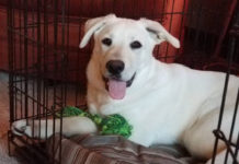 LaPorte family dog beaten to death during break-in