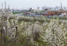 Beautiful springtime trees causing ugly problems