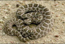 Fungal disease that’s lethal to some snakes found in Indiana