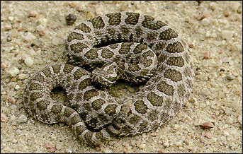 Massasauga_rattlesnake_1