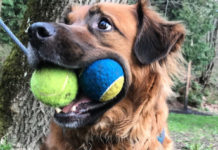 Menards collecting pet supplies for National Pet Month