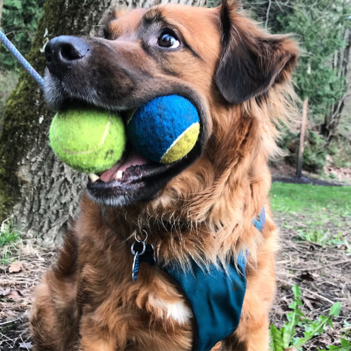 dog-toys-696x696