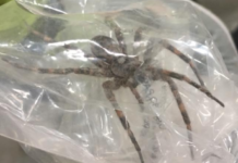 Giant spider found in Elkhart County this week