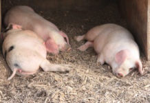 Hoosier contracts H3N2 flu from pig for the first time since 2013