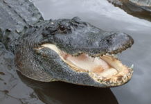 Alligator caught in Plymouth subdivison pond