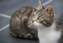 Woman claims neighbor shot two of her cats