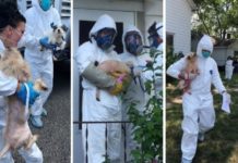 35 dogs removed from Michigan City home