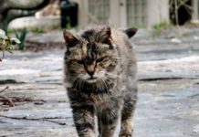 Goshen residents fed up with the dozens of cats roaming area