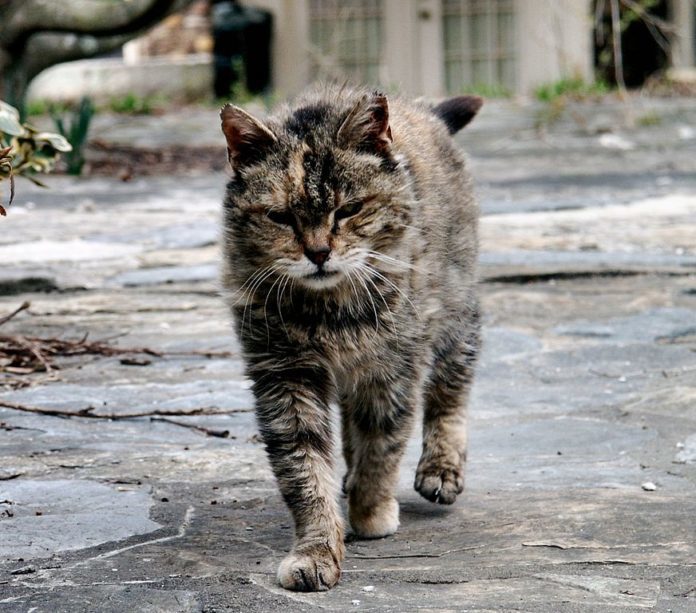 872px-Feral_barn_cat-696x613