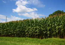 Woman hospitalized after getting caught in farm combine