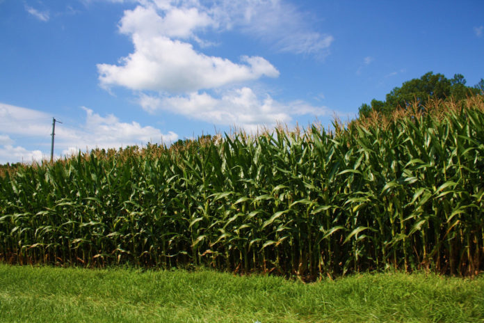 Indiana-cornfield-696x464