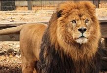 Elderly lion dies at Albion animal sanctuary