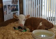 Elkhart County 4-H Fair earns national, state awards