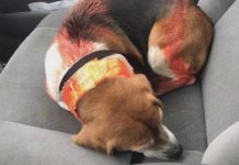 Dog found spray-painted and duct taped in Nappanee