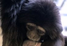 Indianapolis Zoo welcomes baby white-handed gibbon