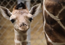 Newborn giraffe is Indianapolis Zoo’s 1st female since 2000