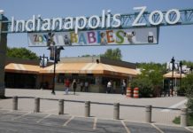 Indianapolis Zoo loses 2nd African elephant in 8 days