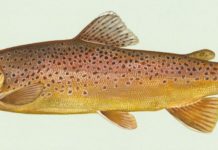 Trout season on Indiana’s inland streams opens April 27