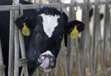 Dairy producers say closure of schools, restaurants and “panic buying” led to low demand
