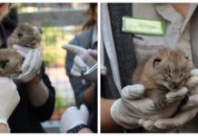 Lynx cubs born at Fort Wayne Children’s Zoo