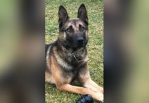Active-duty K9 Bremen Police Officer dies of bone cancer