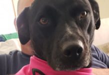Animal Welfare League hosting Putts 4 Pets fundraiser for new building