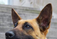 Memorial service planned for fallen Whitley County K9 Cas