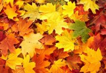 Leaf Pickup Starts Next Month in Warsaw