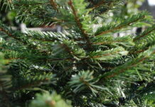 X-Mas Trees Stolen from Girl Scouts in Carmel