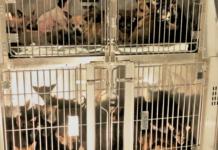 56 Chihuahuas Taken From Silver Lake Home