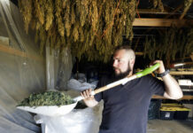 USDA approves Indiana’s plan for commercial hemp growing