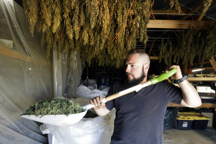 Hemp Regulations-Worried Growers