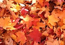 Final week of loose leaf pickup in Warsaw announced